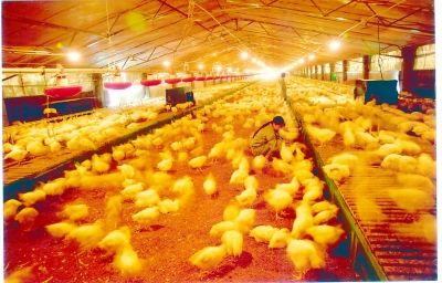 養雞場麵積大，保暖難度強，使用蒸汽發生器就能解決